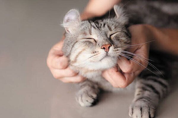 撫でてもらう猫