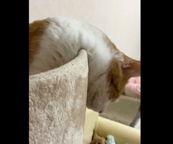 すごい体勢で眠るゆずちゃん