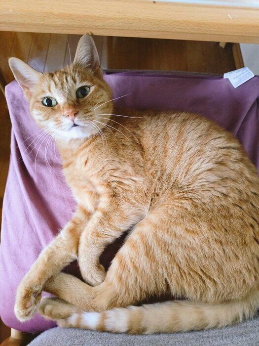 椅子の上でくつろぐ猫