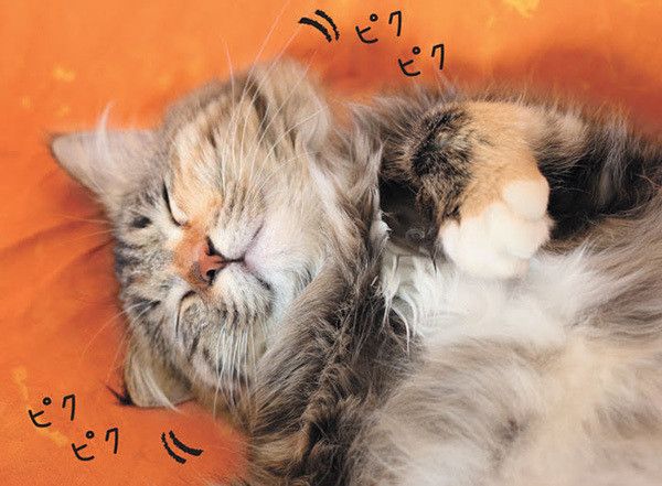 寝る猫