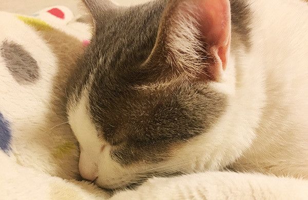 眠る猫