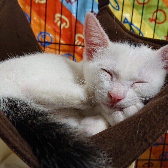 眠る猫