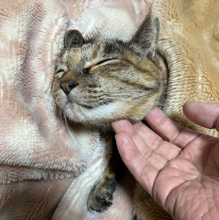 毛布のなかで飼い主さんになでられるメルモちゃん