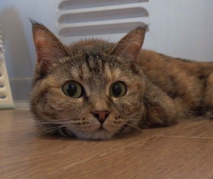 お風呂の番をする猫