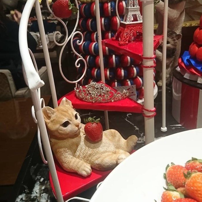 おなかに苺を乗せた猫
