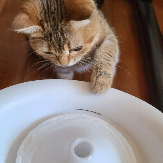 給水器が気になるモナカちゃん