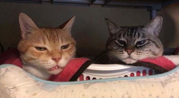 眠気と闘う猫