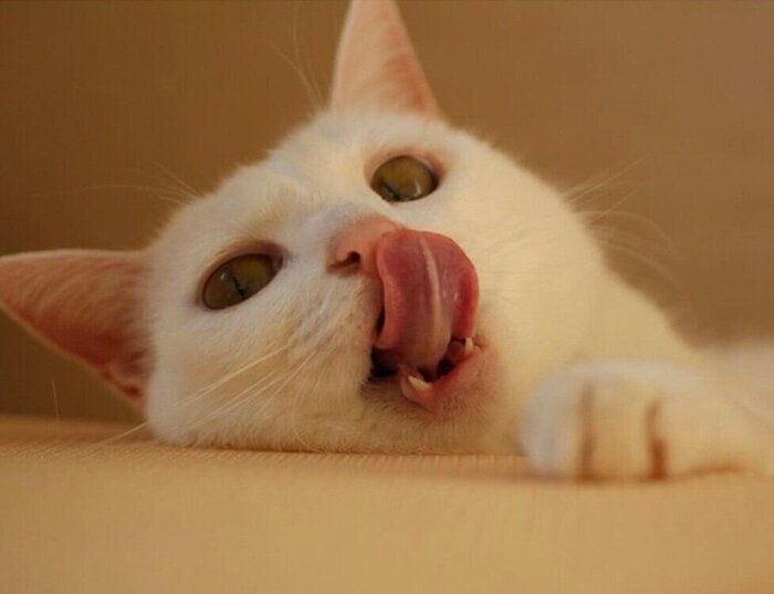 舌を出すリリーちゃん