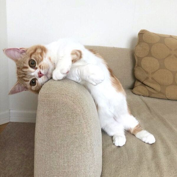 可愛い を熟知してる ソファの肘掛けで あざといポーズ を見せる子猫に悶絶 ねこのきもちweb Magazine