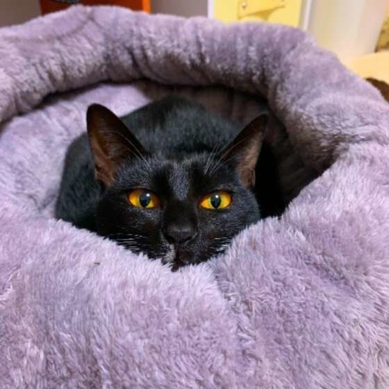 見つめる猫