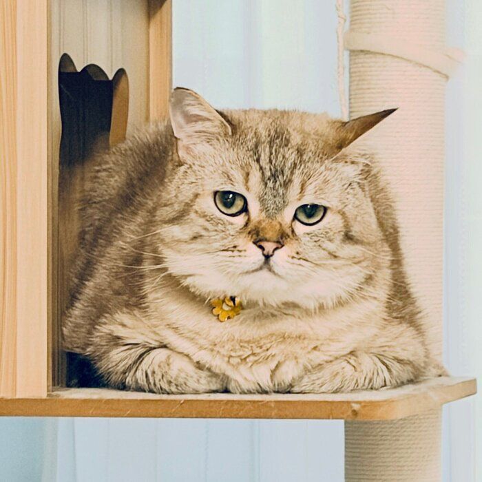 “ジト目”の猫