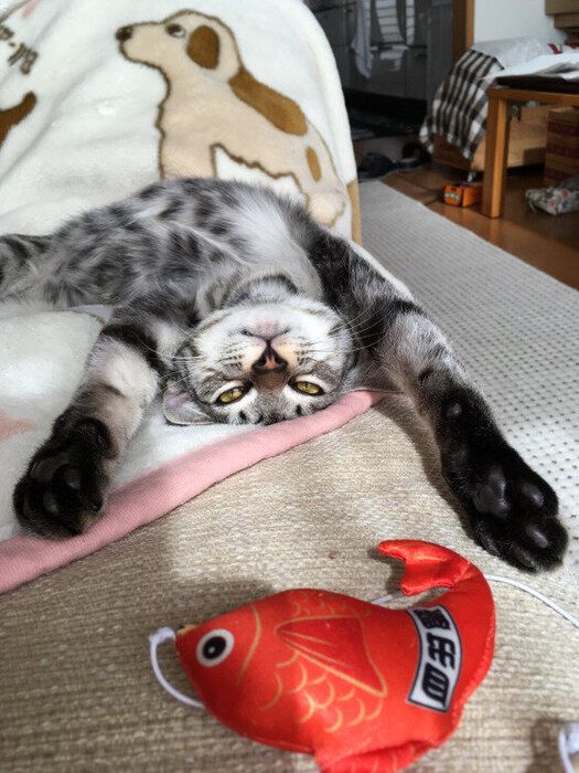 手を広げる猫