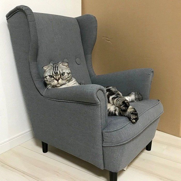 @tacos_cat