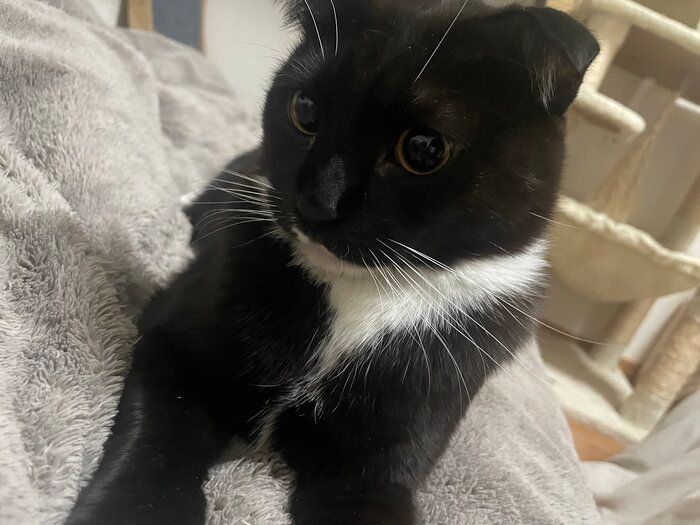 毛布の上でくつろぐ猫