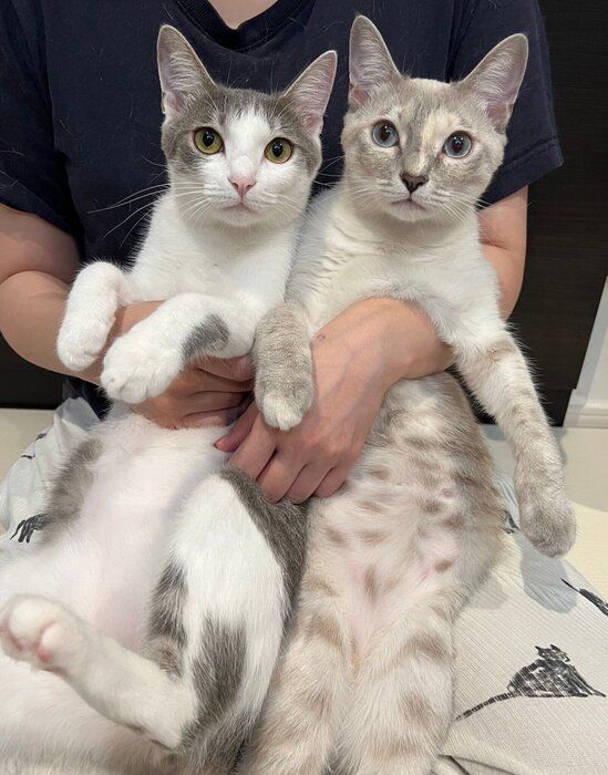 2匹の1才の猫