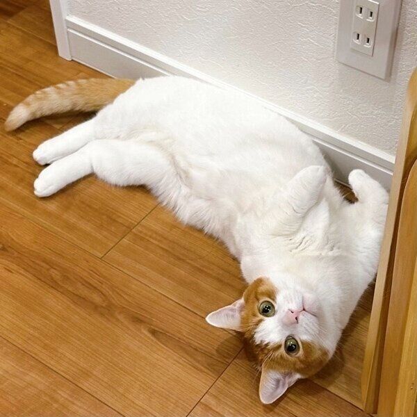 おやつが欲しくてたまらない様子のもち丸くん