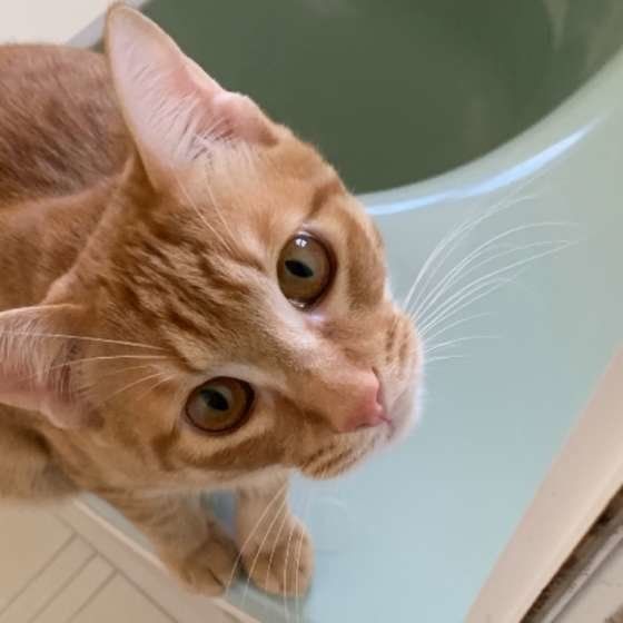 見上げる猫