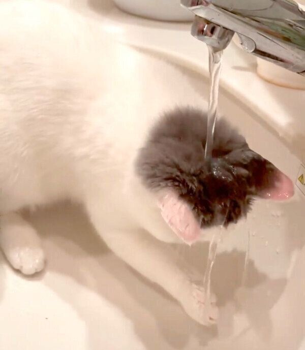 水が気になるカツヲくん