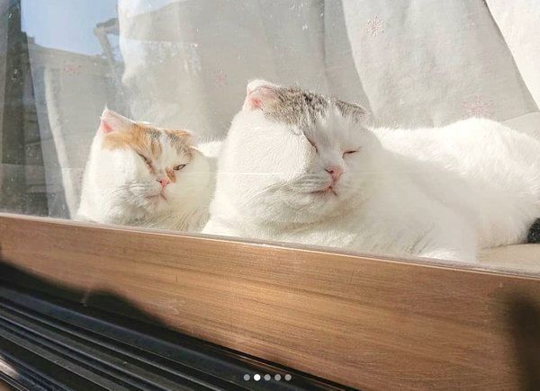 シンクロするライくんといとさん