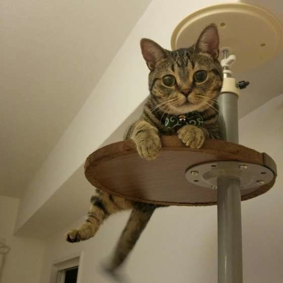 キャットタワーから見つめるマンチカンの杜阿(とあ)