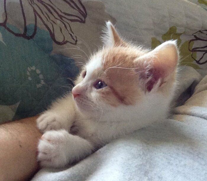 子猫時代のおかかごはんくん