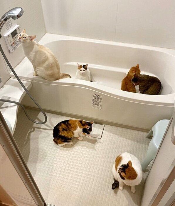 浴槽の中でまったりする猫たち