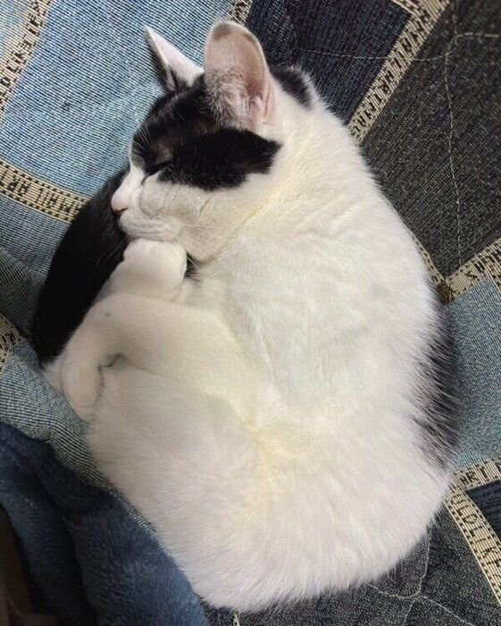 考える人みたいな眠り方のむすびくん