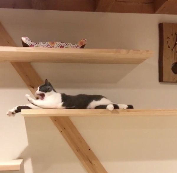 直立伸びする猫
