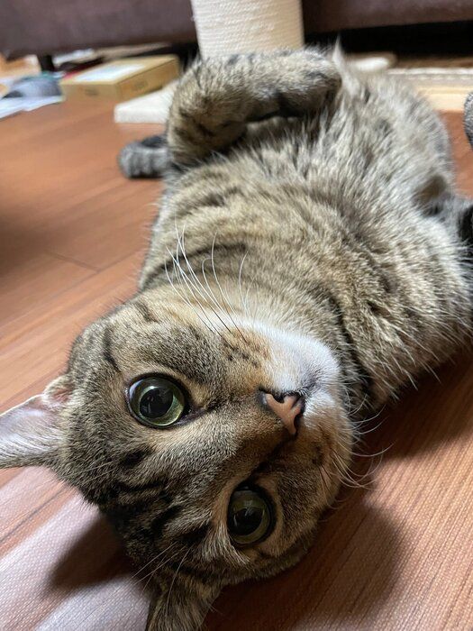 仰向けでくつろぐ猫