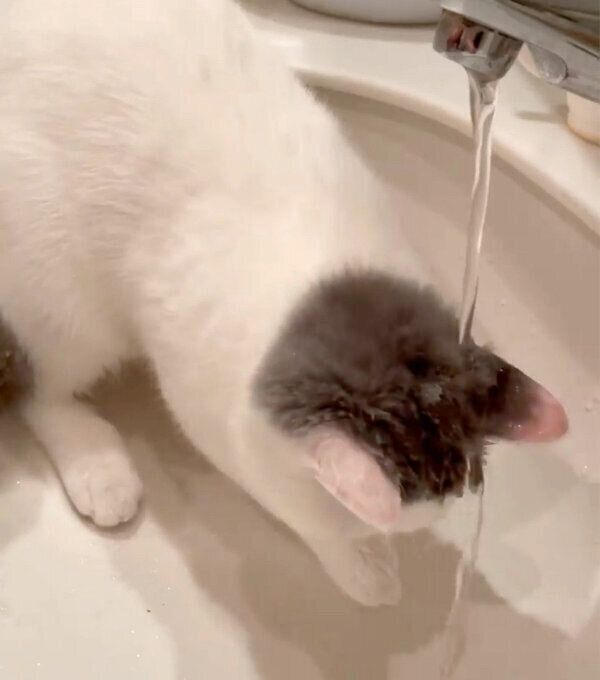 水が気になるカツヲくん