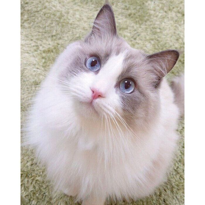 黒猫みんと Amazon.co.jp: ＜2種6本＞チョコミントビール ペアグラス付