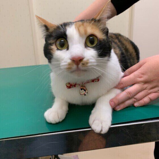 動物病院に来た猫