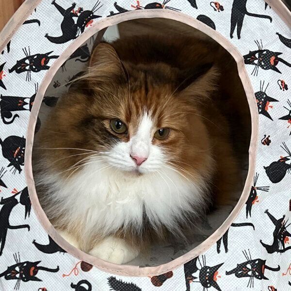 猫じゃらしを見て黒目が大きくなる猫 「目の変化」から読み取れる心理