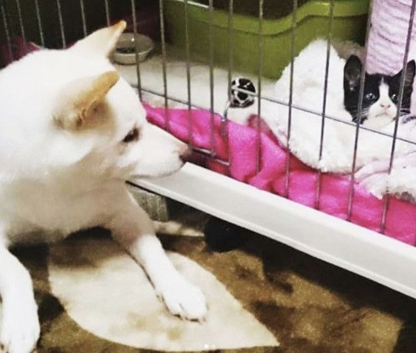 柴犬と子猫