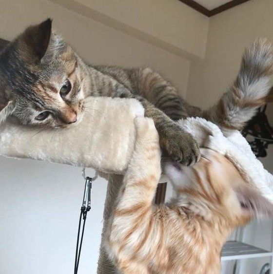 じゃれ合う猫