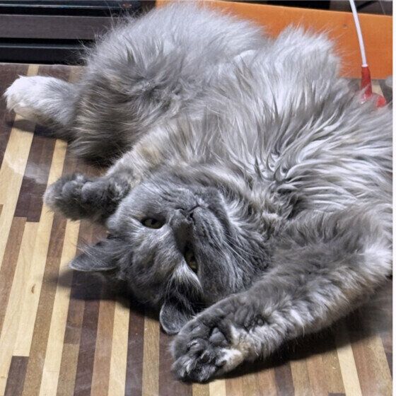 スコティッシュフォールドのエルちゃん