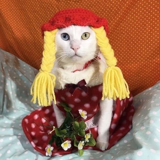 かぶりもの