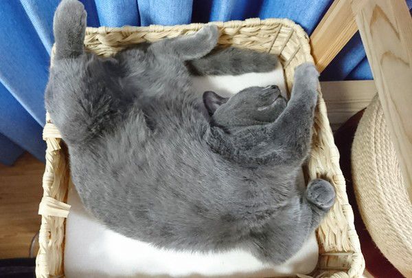 眠る猫