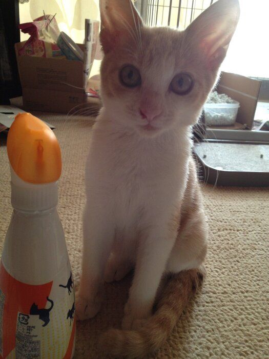 家族に迎えたばかりのおっちいくん。あどけない表情がかわいらしい一枚。