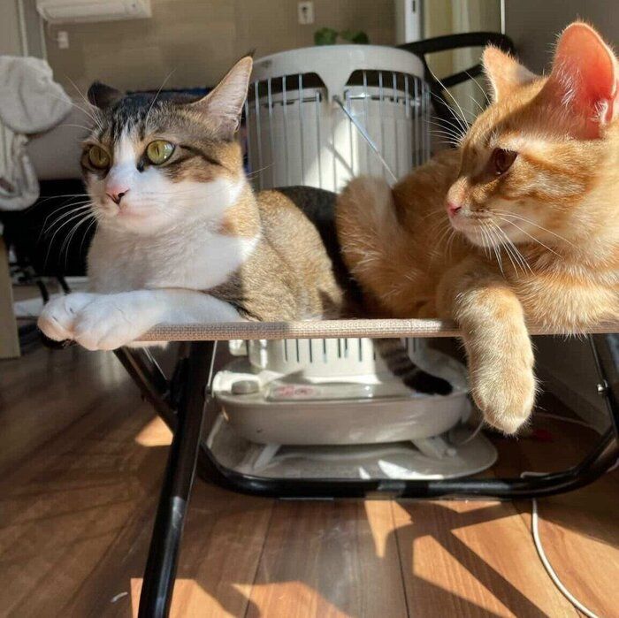 まったりする2匹