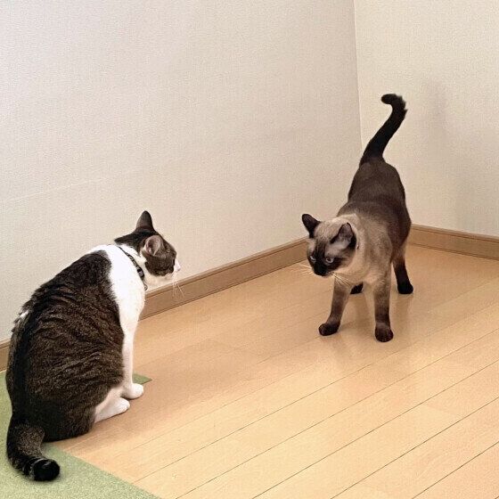 今にも運動会が始めそうな猫たち