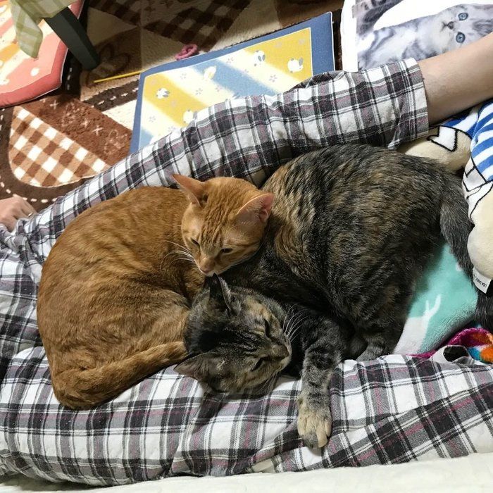 画像/「ねこのきもち」読者提供