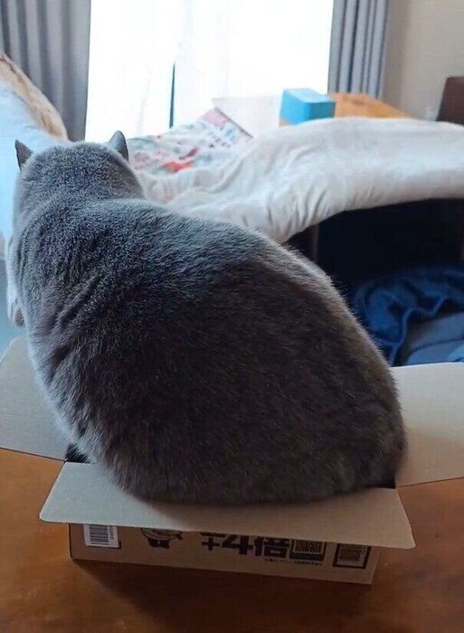 箱に入ろうとしているブリティッシュショートヘア