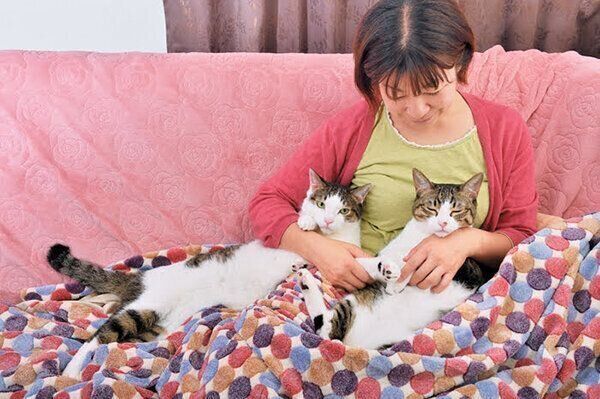 飼い主さんにくっつく猫