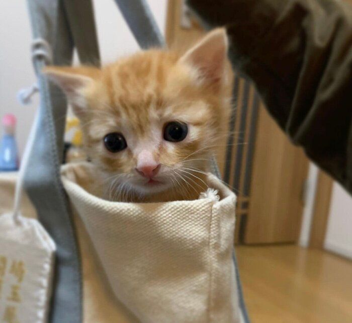 お迎えして間もないころの虎吉くん。