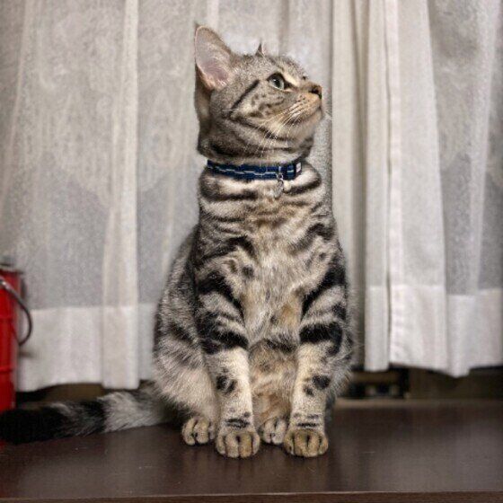 猫からのメッセージ♡ 猫が『飼い主のそば』に来て座っている