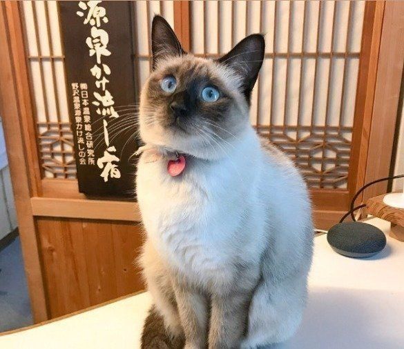 すずちゃん