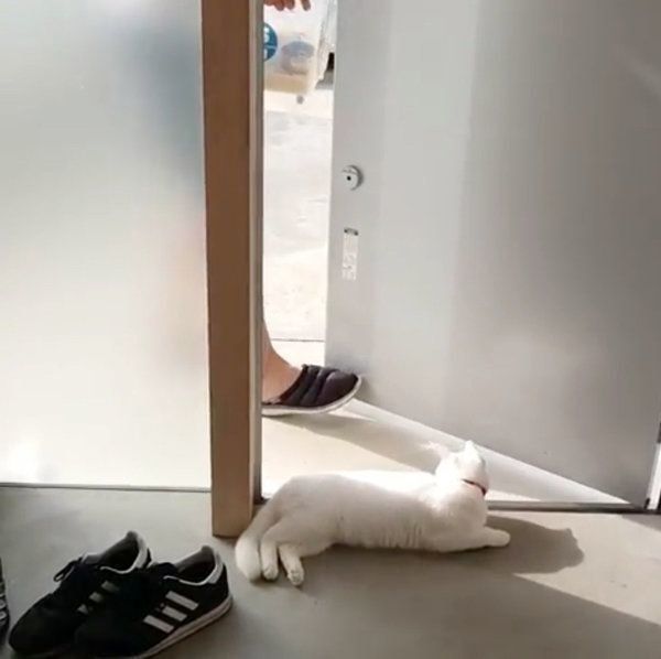 くつろぐ猫