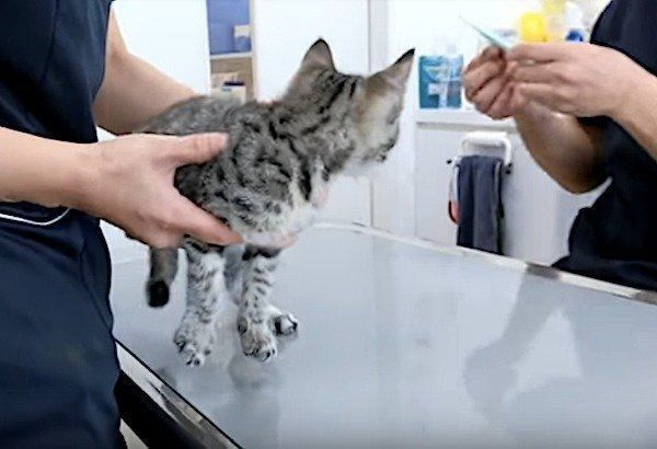 病院に来た猫