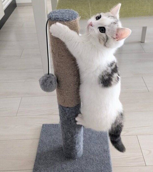 生後4カ月ごろの爪とぎ器に登るシロップくん